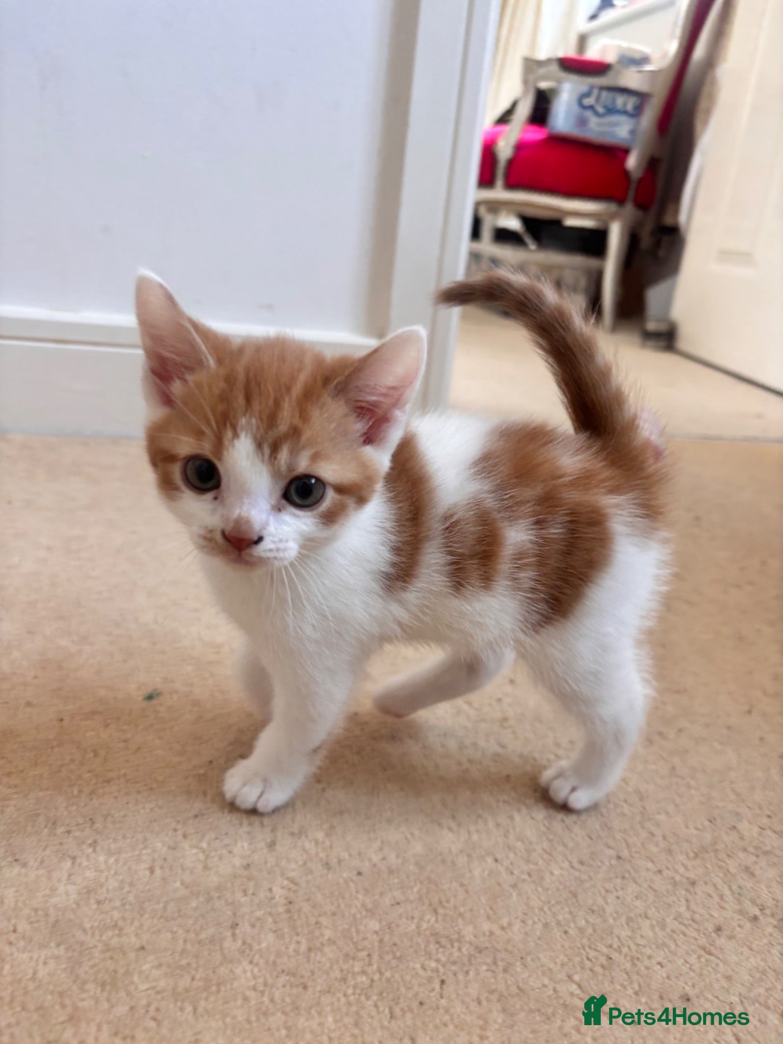 Mixed Breed cats Kittens for sale  - Advert 5