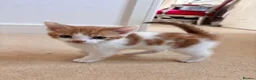 Mixed Breed cats for sale: Kittens for sale  - Advert 1