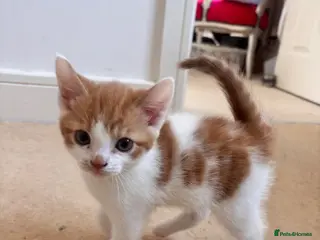 Mixed Breed cats Kittens for sale - Advert 1