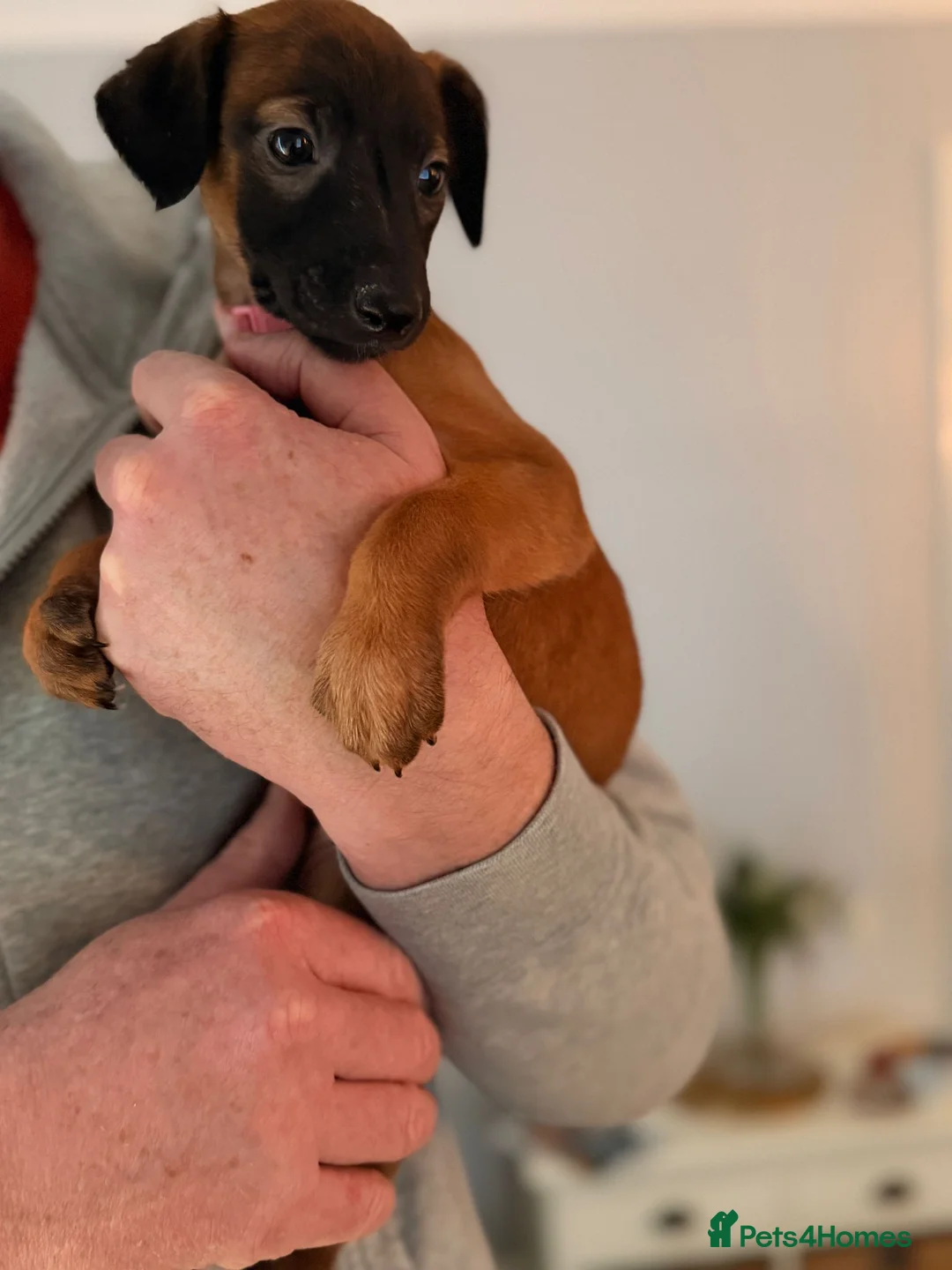 Mixed Breed dogs for sale: All Girls Greyhound/Whippet/Lurcher Cross Puppies! - Advert 5