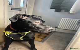 Mixed Breed dogs for sale: Female Cane Corsa Cross Presi  - Image 3