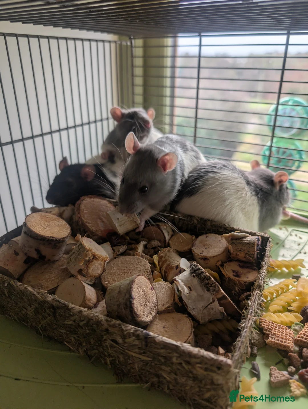 Rat rodents for sale: Mischief looking for a new home  - Advert 3