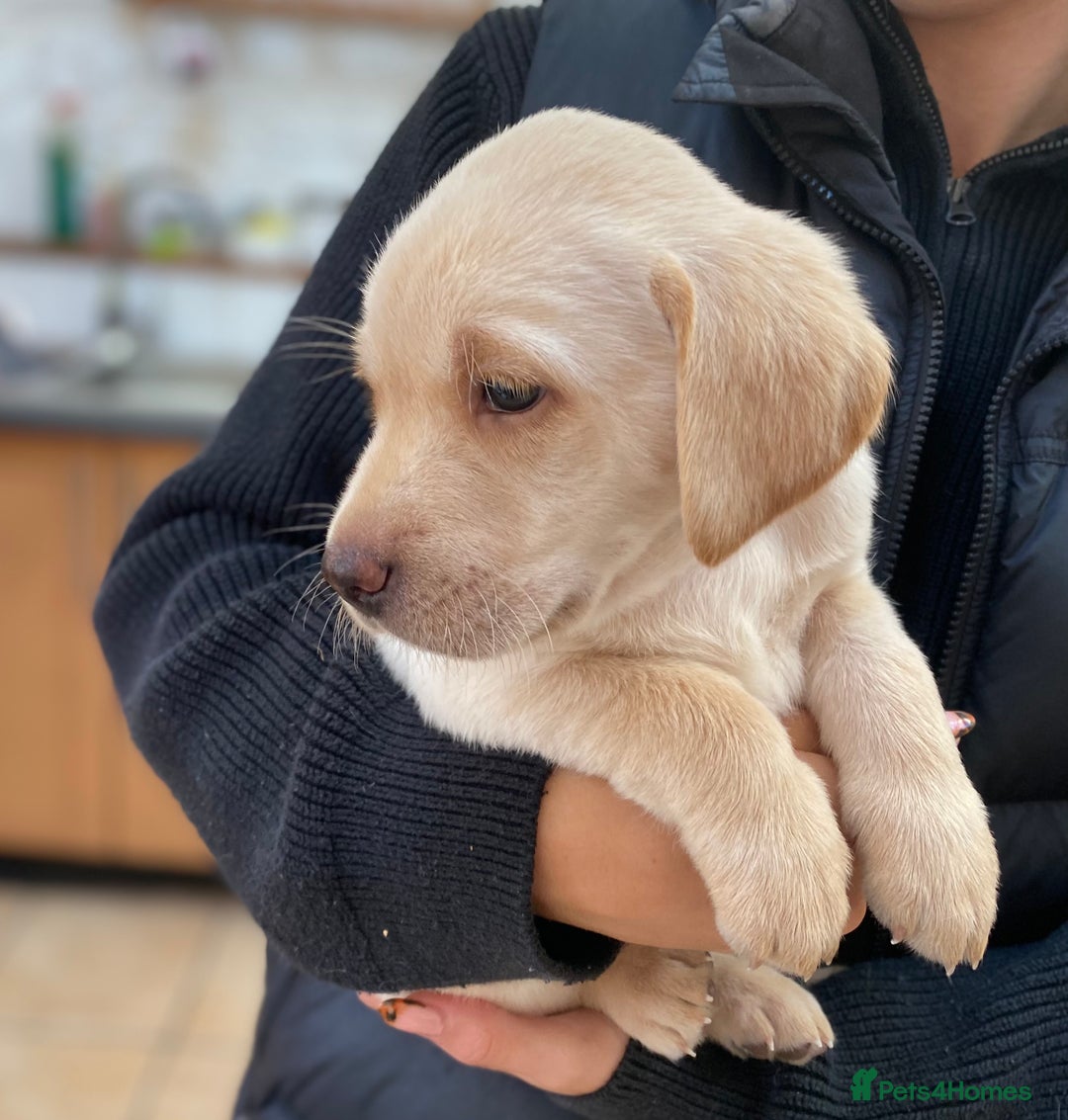 Labrador Retriever dogs for sale: Stunning Labrador Puppies - Image 35