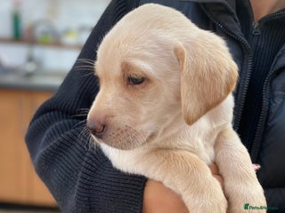 Labrador Retriever dogs - Advert 27