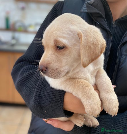 Labrador Retriever dogs - Advert 3