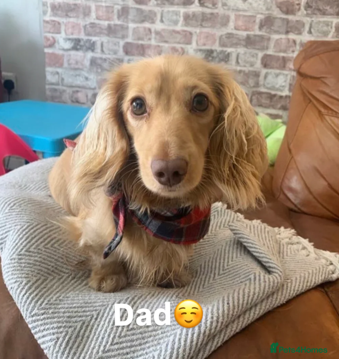 Miniature Dachshund dogs for sale: Cream Miniature Long-Haired Dachshund Puppies - Image 11