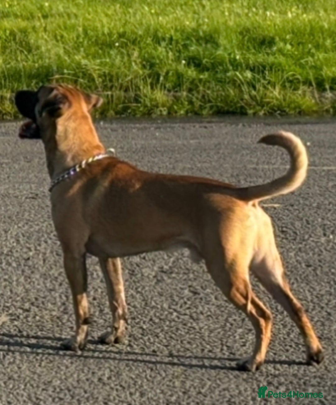 Belgian Shepherd Dog dogs for sale: MALI PUPPIES  - Advert 6