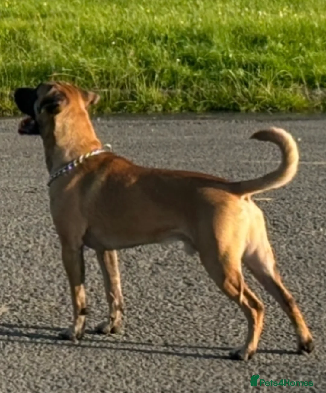 Belgian Shepherd Dog dogs for sale: MALI PUPPIES  - Advert 6