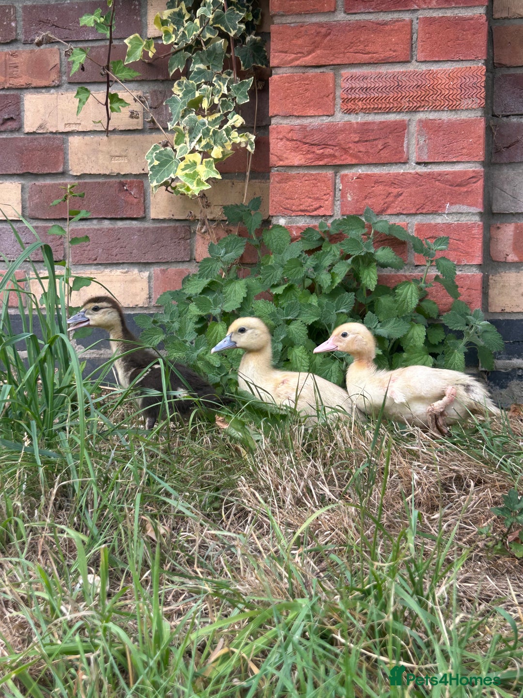 Ducks poultry for sale: Female Muscovy ducklings  - Image 2