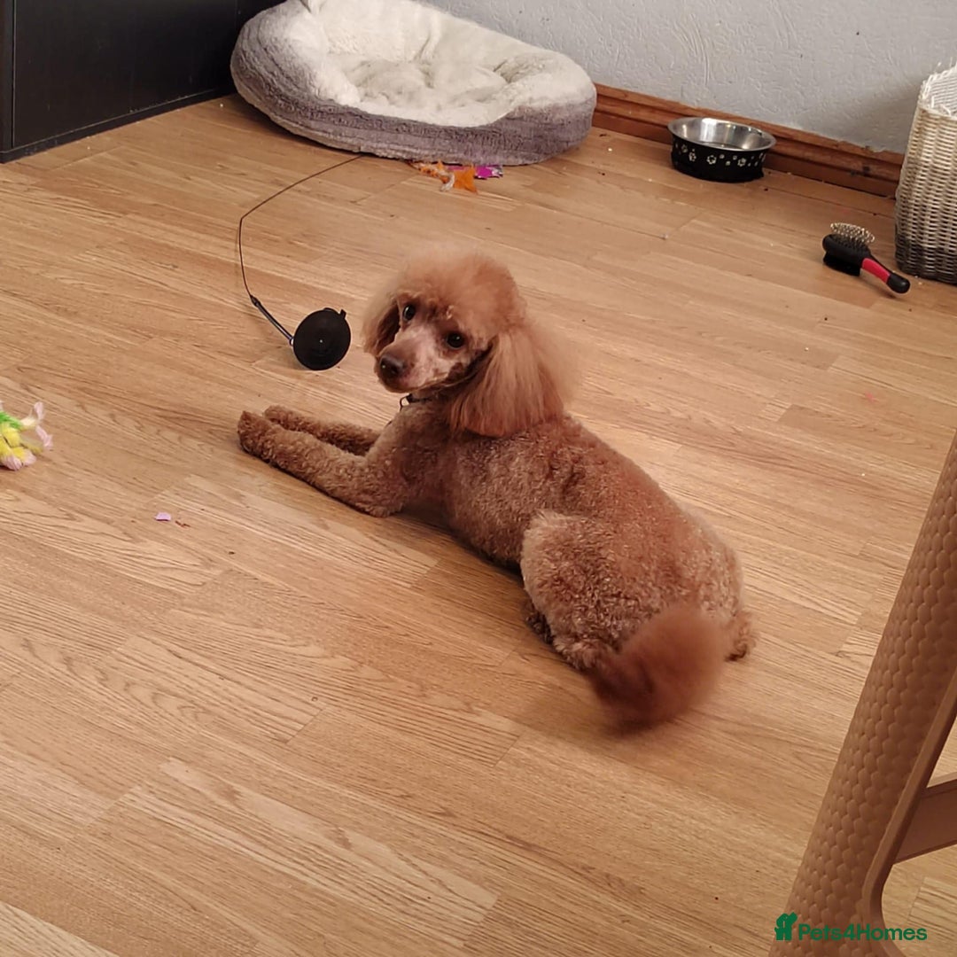 Toy Poodle dogs for sale: Toy poodle puppies - Image 3