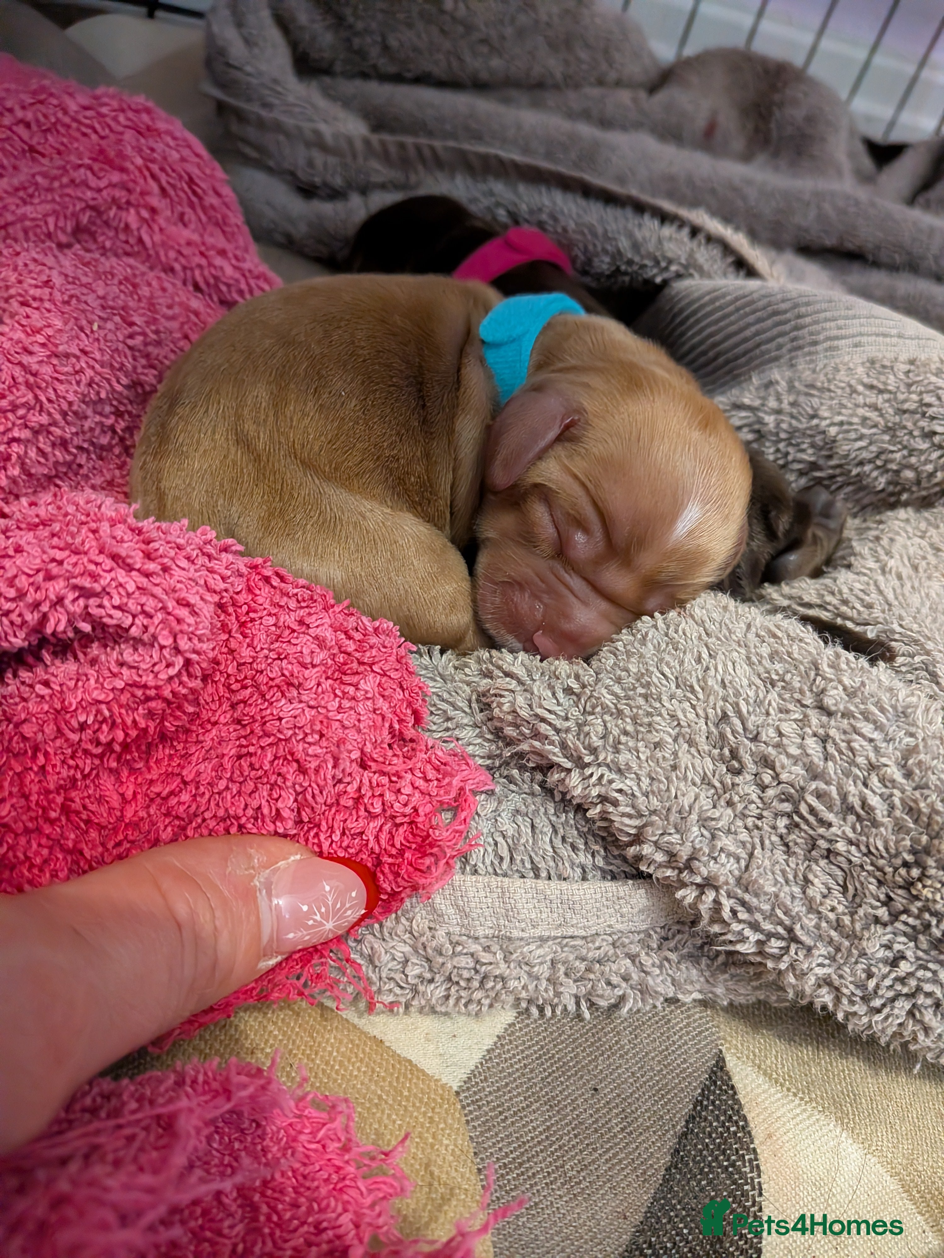 Cocker Spaniel dogs 1 RED MALE KC DNA CLEAR PUP TO RESERVE - Advert 5