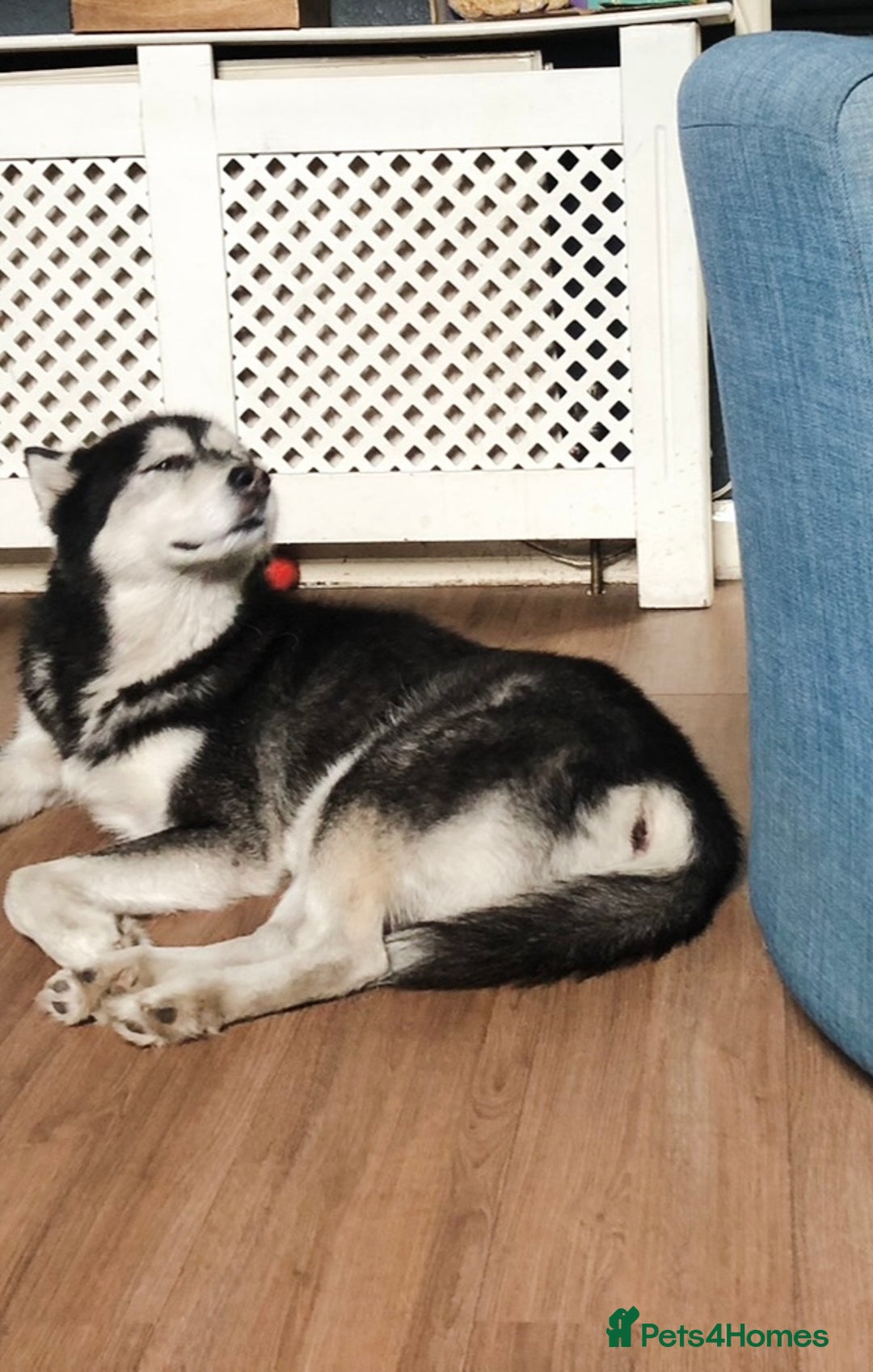 Alaskan Malamute dogs for sale: Alsaskan malamute puppies  - Advert 15