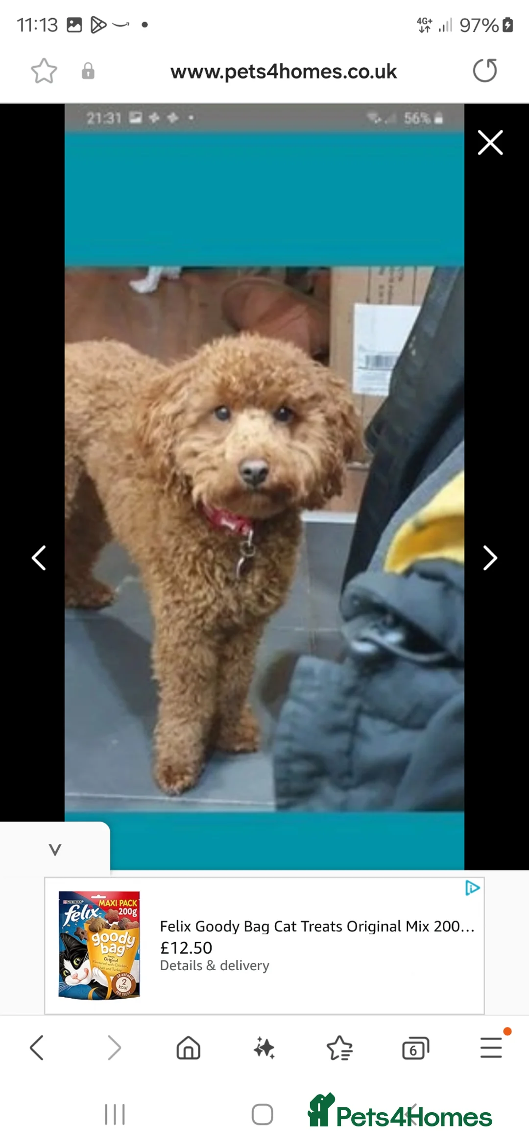 Toy Poodle dogs for stud: Toy poodle up for stud in Doncaster - Advert 5