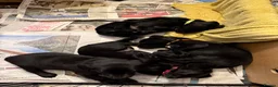 Labrador Retriever dogs for sale: Two Black KC Reg Labrador bitches from litter  in Yelverton - Advert 31