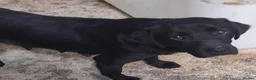 Labrador Retriever dogs for sale: Gorgeous Labrador KC Registered  - Advert 5