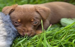 Lancashire Heeler dogs for sale: 6 Pedigree Lancashire Heeler Dogs for sale. - Image 22