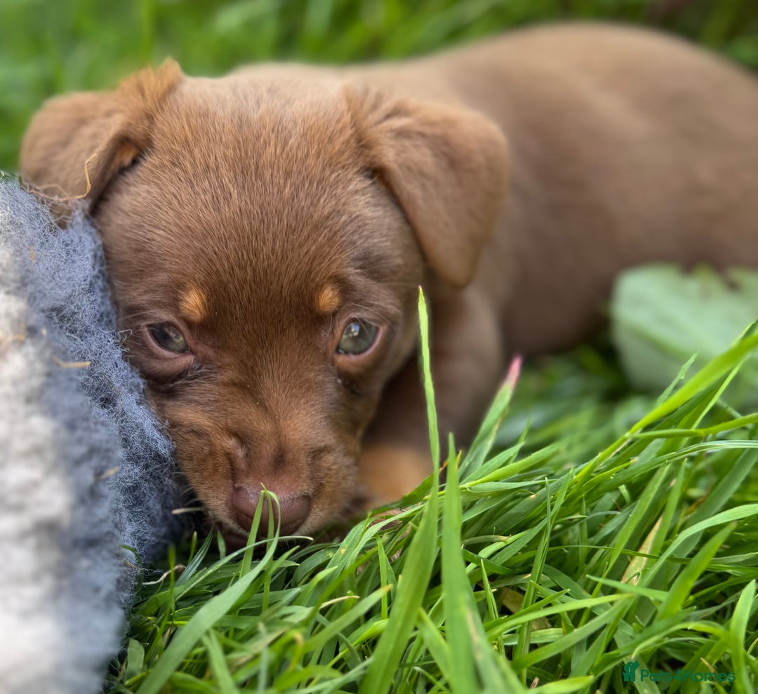 Lancashire Heeler dogs for sale: 6 Pedigree Lancashire Heeler Dogs for sale. - Image 22