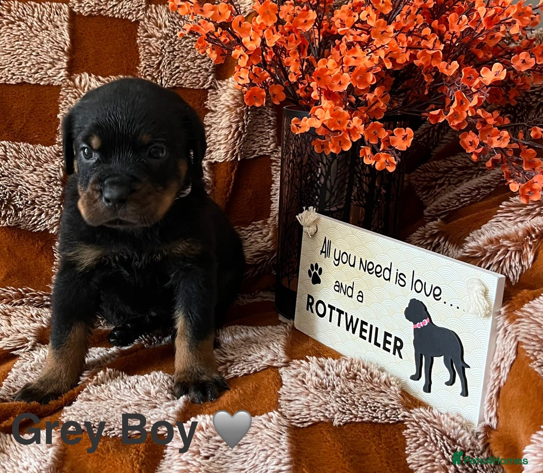 Rottweiler dogs for sale: The best of the best Rottweilers  - Image 13
