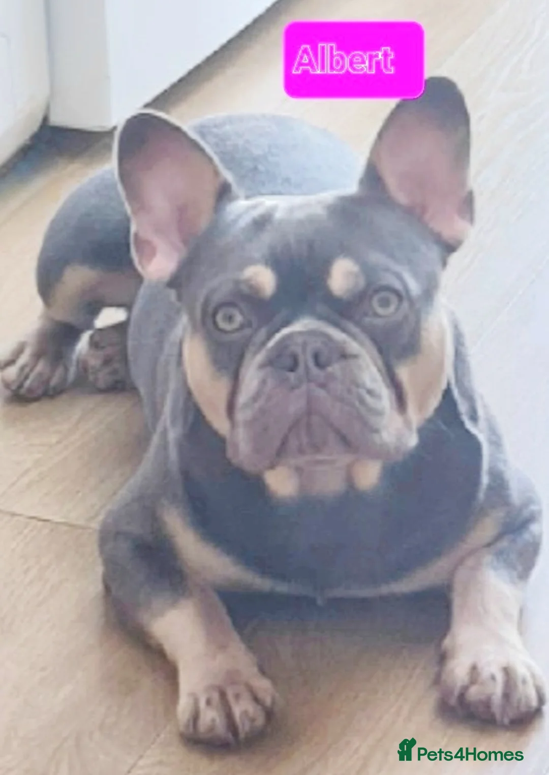 French Bulldog dogs for stud: Top Quality Stud RAMSGATE 🎯🎯 KC registered💣💣  in Ramsgate - Advert 24