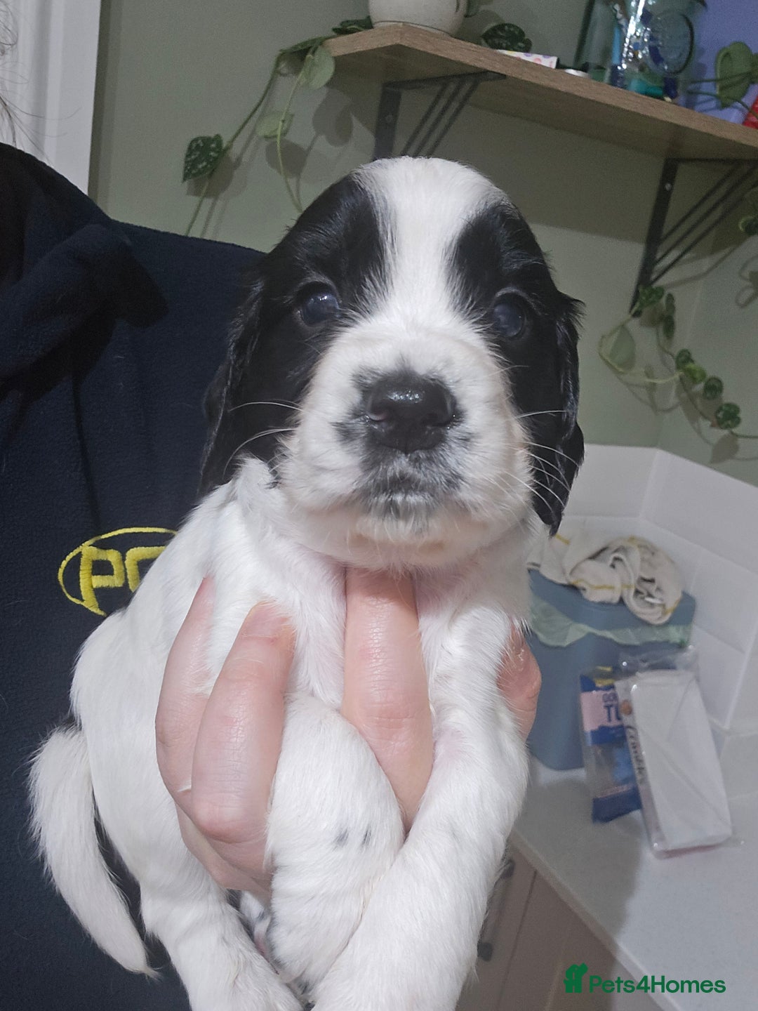 Sprocker dogs for sale: 2 x black and white Sprocker puppies - Advert 2
