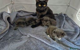 British Shorthair cats for sale: 4 beautiful kittens for sale  - Image 21
