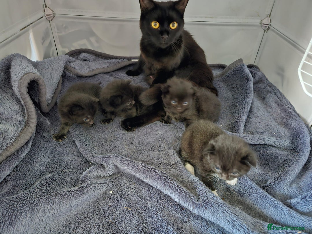 British Shorthair cats for sale: 4 beautiful kittens for sale  - Image 21
