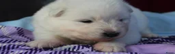 Samoyed dogs for sale: Bundle of joy and fluff  - Advert 13