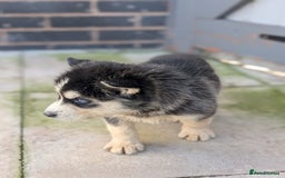 Siberian Husky dogs for sale: 5 Syberrian Husky puppies - Image 9