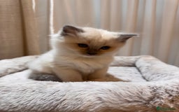 Ragdoll cats for sale: 6 Ragdoll kittens - Advert 12