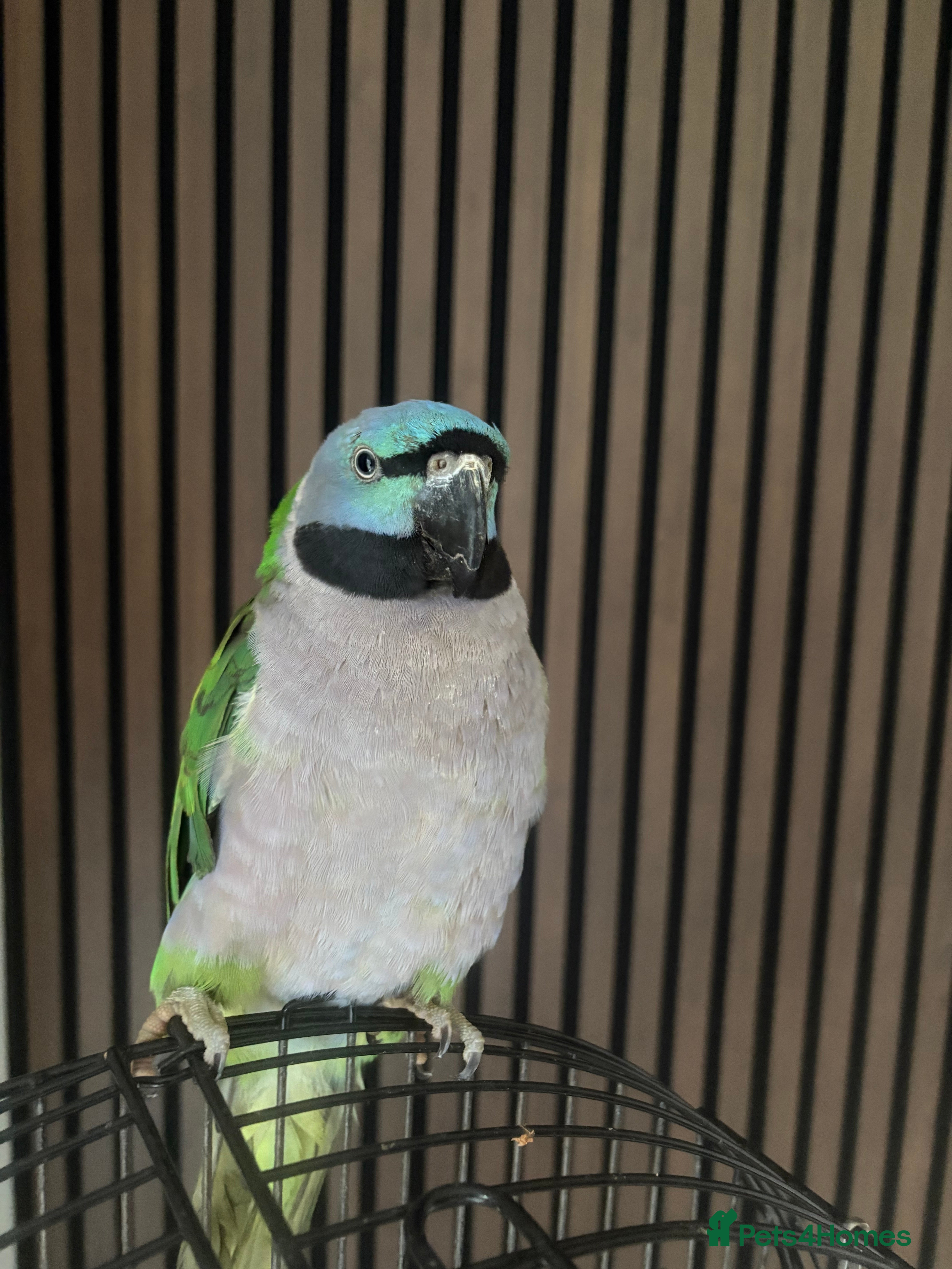 Parrots birds Lord derbeyan - Advert 2