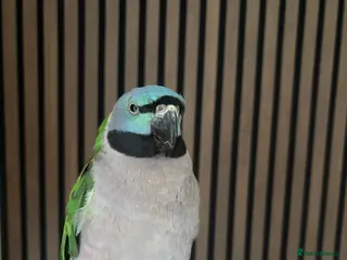 Parrots birds Lord derbeyan - Advert 2