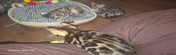 Bengal cats for sale:  Outstanding Bengal Kittens– 5★ Licensed Cattery - Advert 25