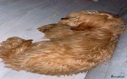 Cockapoo dogs for sale: Cockapoo Puppy – Loving Home Needed 🐶❤️ - Image 4