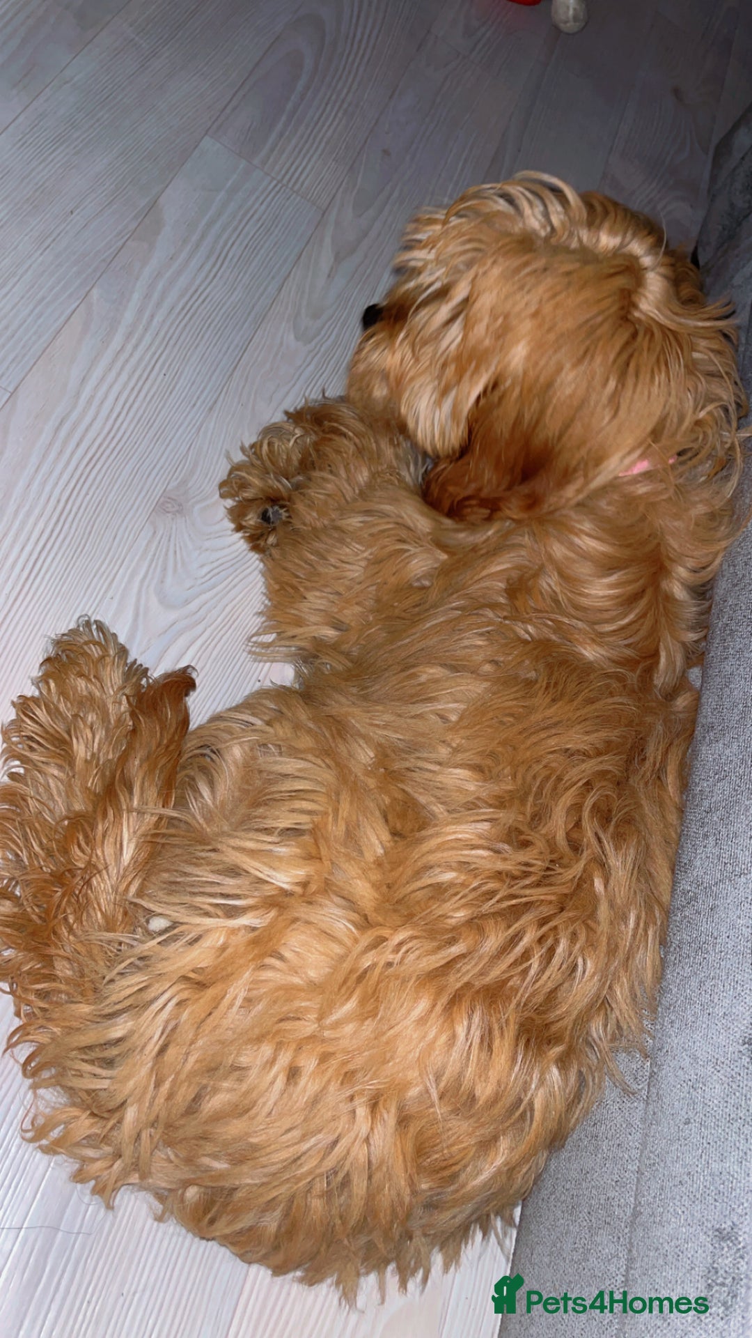 Cockapoo dogs for sale: Cockapoo Puppy – Loving Home Needed 🐶❤️ - Image 4