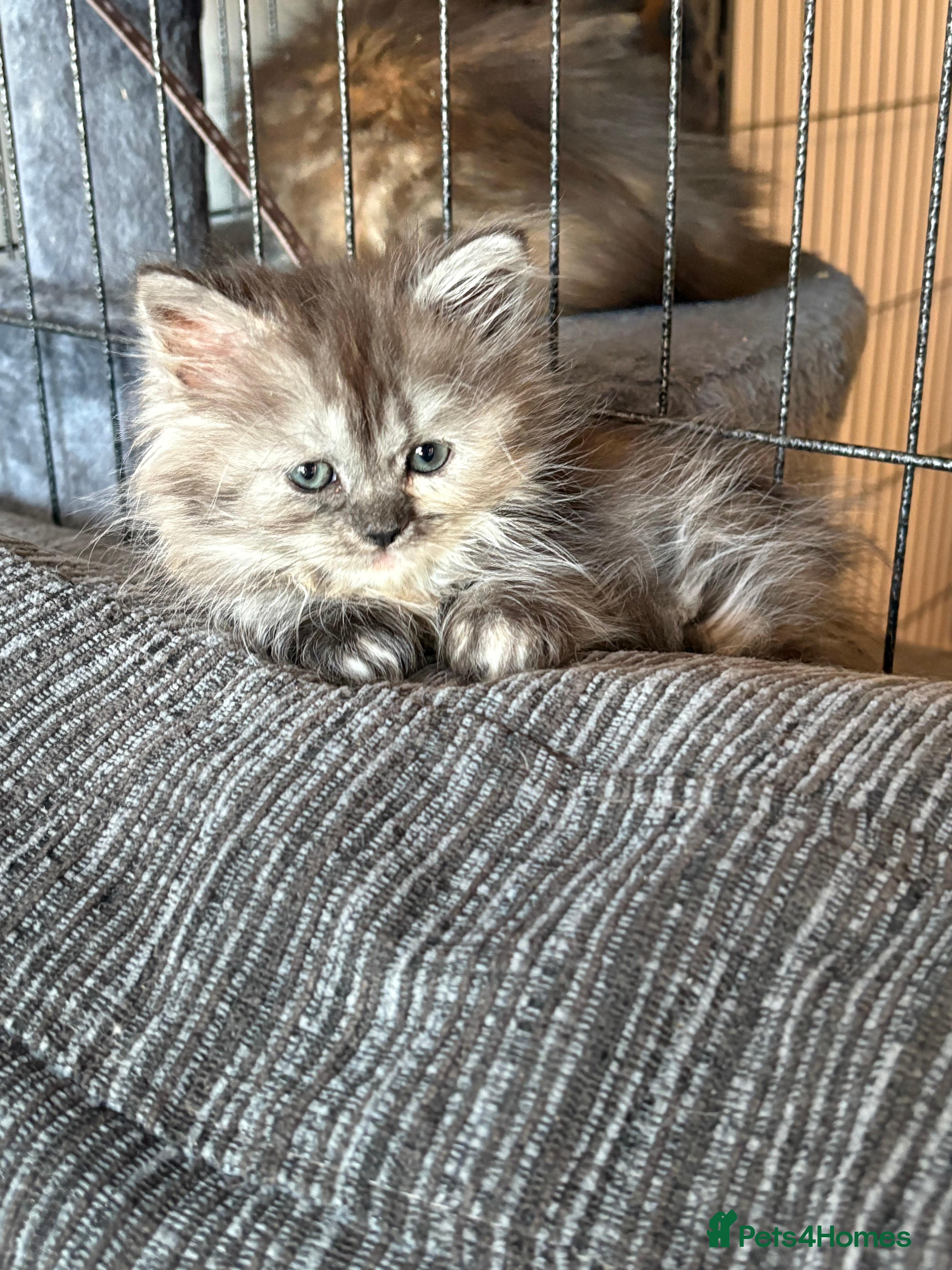 Munchkin cats Munchkin kittens  - Advert 1