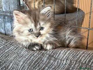 Munchkin cats Munchkin kittens - Advert 7