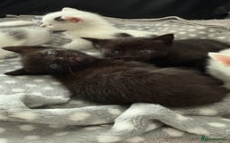 Domestic Shorthair cats for sale: Kittens for sale - domestic  - Image 12