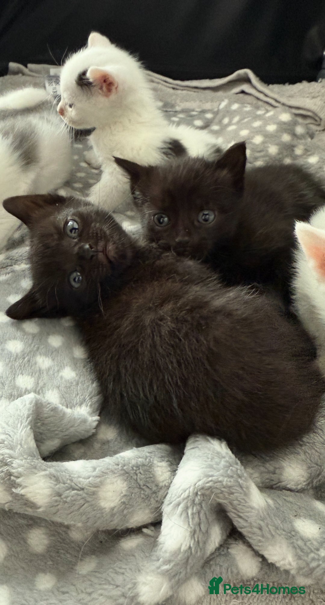 Domestic Shorthair cats for sale: Kittens for sale - domestic  - Image 12