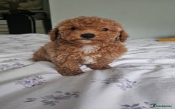 Mixed Breed dogs for sale: Westipoo ready  - Advert 7