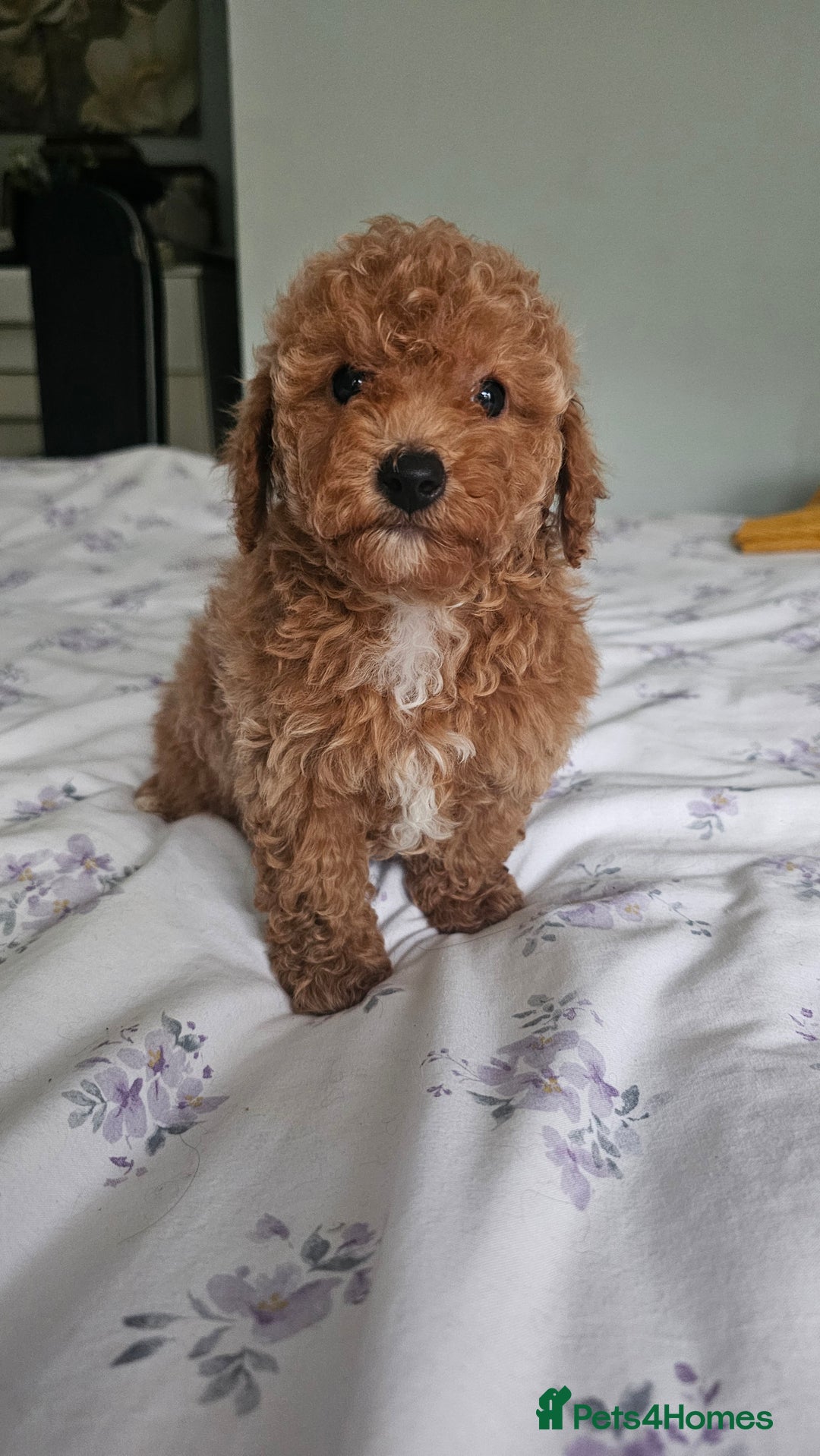 Mixed Breed dogs for sale: Westipoo ready  - Advert 7