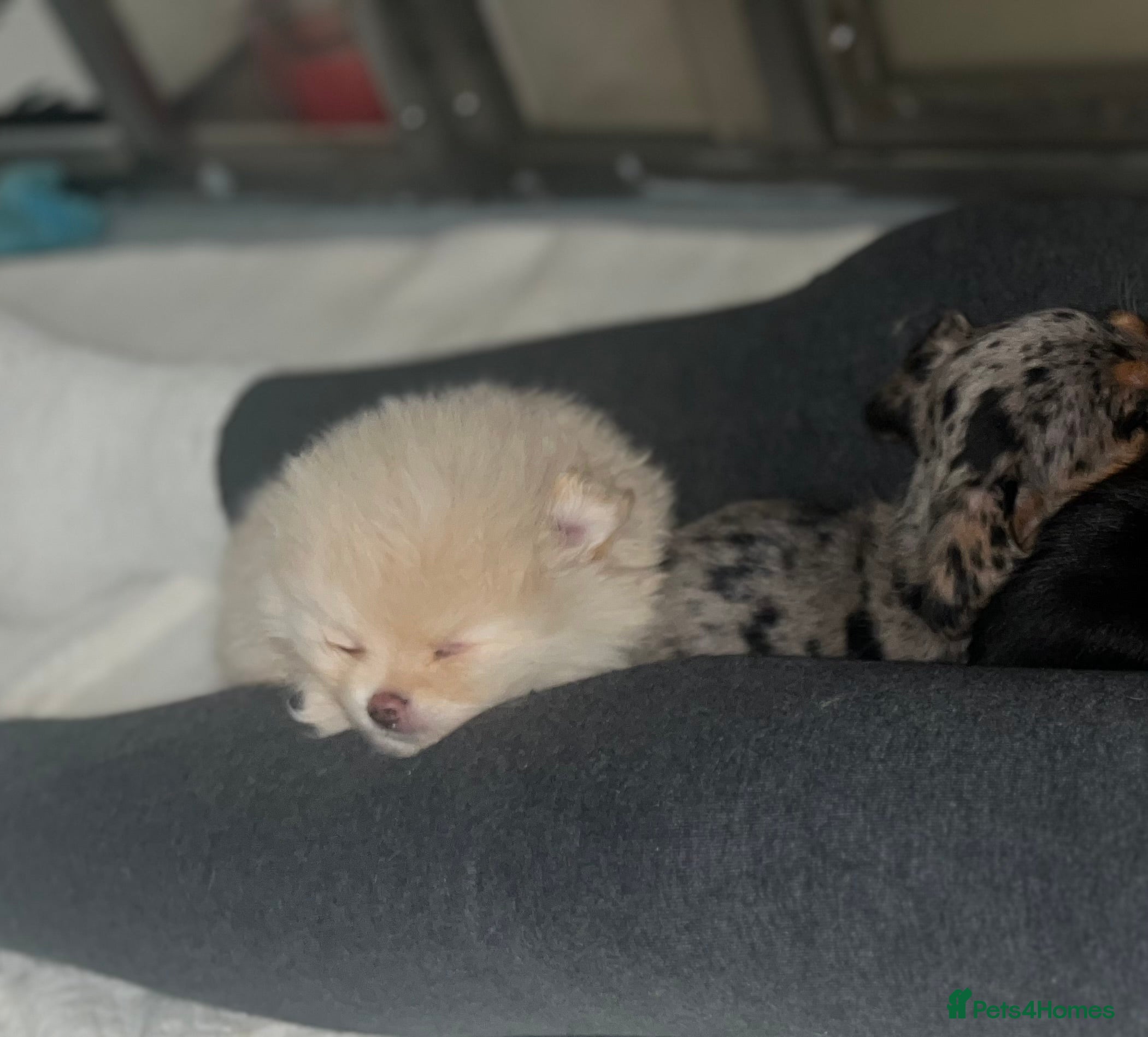 Pomeranian dogs 2 cream stunning Pomeranian boys available. - Advert 12