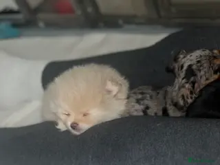 Pomeranian dogs 2 cream stunning Pomeranian boys available. - Advert 12