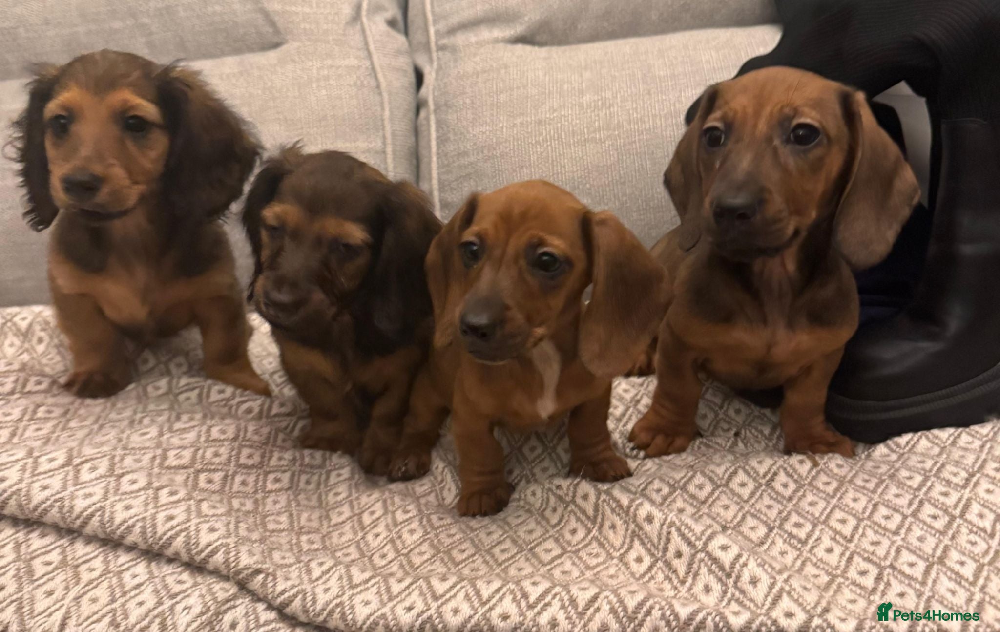 Dachshund dogs Long & short haired Sable cream Dachshund puppies  - Advert 11