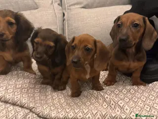 Dachshund dogs Long & short haired Sable cream Dachshund puppies - Advert 11