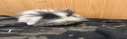 Mini Lion Lop rabbits for sale: Baby Rabbits for sale  - Advert 28