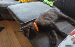 Ragdoll cats for sale: Ragdoll x tabby cat - Image 8