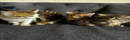 Mixed Breed cats for sale: Lovely mixed kittens  in Harrogate - Advert 13