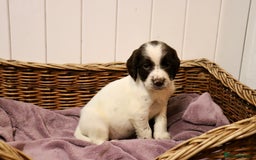 English Springer Spaniel dogs for sale: Working Bred Springer Spaniel Puppies For Sale.  - Image 10