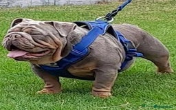 English Bulldog dogs for stud: Charlie for stud lilac and tan fullsuit - Image 5