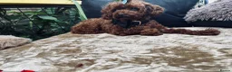 Maltipoo dogs for sale:  **  Maltipoo Puppy – Beautiful Teddy Bear Face - Advert 20